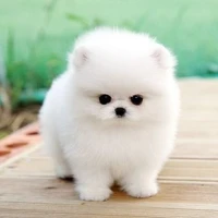ฟูจิ(หมาน.อ.)