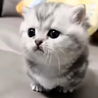 Àuthor