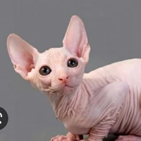 เจ้าหนู