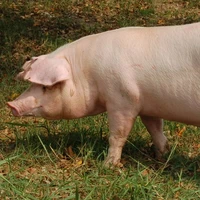 แม่หมู