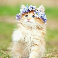 princesse aurora
