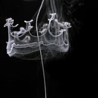 (autora)