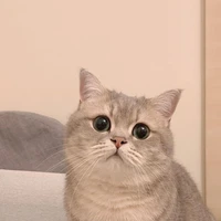 โกโก้