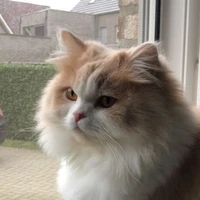 มิฮารุ