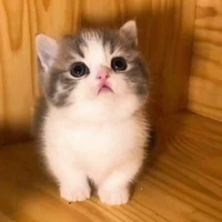 ลูคัส(แมวต้า)