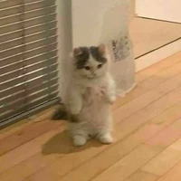 yo jiji