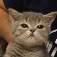 แมว