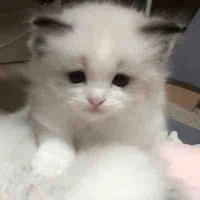 ยูกิ(ตอนกลายเป็นแมว