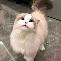 ตาต้า(ตอนกลายเป็นแมว)