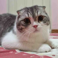 แอด