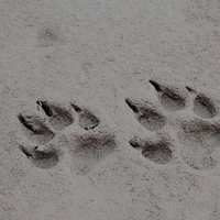 Werewolf??