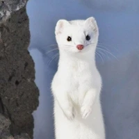 ice