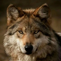emberwollf