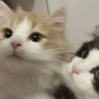KungyU ˙Ⱉ˙