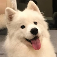 ปิ๊งป๊อง(สุนัขทิศเหนือ)🐕‍🦺👑