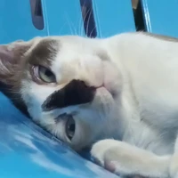 แอดเอง