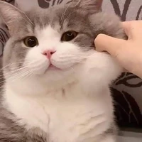 อาดะ(พระเอกร่างแมว)