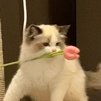 เรนมี่
