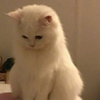 แอดเอง
