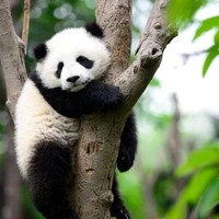 Mei versión panda