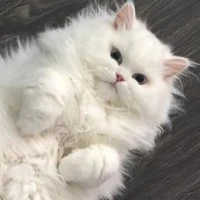 เค้ก
