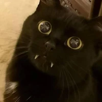 vampire cat