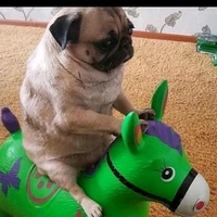 Doggie :v