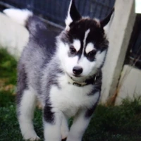 Cora