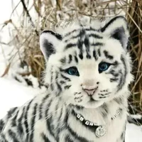 โรโร(เสือขาว)