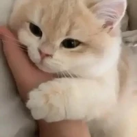 แอดซัง