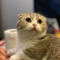 Wiru