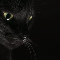 คีน(ร่างแมว)