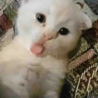 แอดเอง
