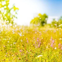 Bright Meadow
