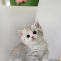 ฉิ่ง(แมวเฟรม)
