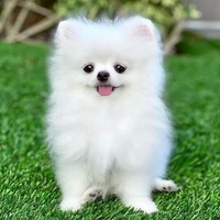 Pudding...(fl dog)