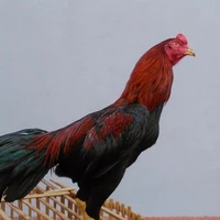 Ayam kematian