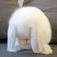 your shy author