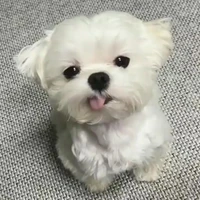 Butter