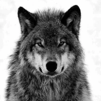 Min (lobo de JM)