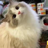 โยโย่
