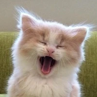 miso