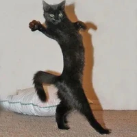 call me mr. Author L♠️