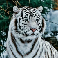 DAKOTA (TIGRE BRANCO)