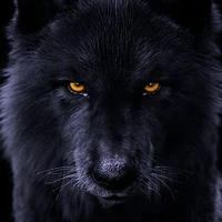 Seth (lobo de Leo)