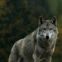 Saul (lobo de Santiago)