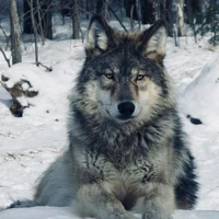 Black (lobo de Pablo)