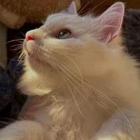 Simba