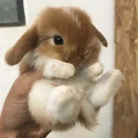 แอดเอง