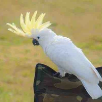 คาราเมลตอนเป็นนก🕊☀️